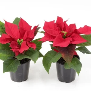 Euphorbia rosie - Steaua Craciunului mini