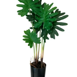 Planta artificiala ghiveci Philodendron,, 80 cm