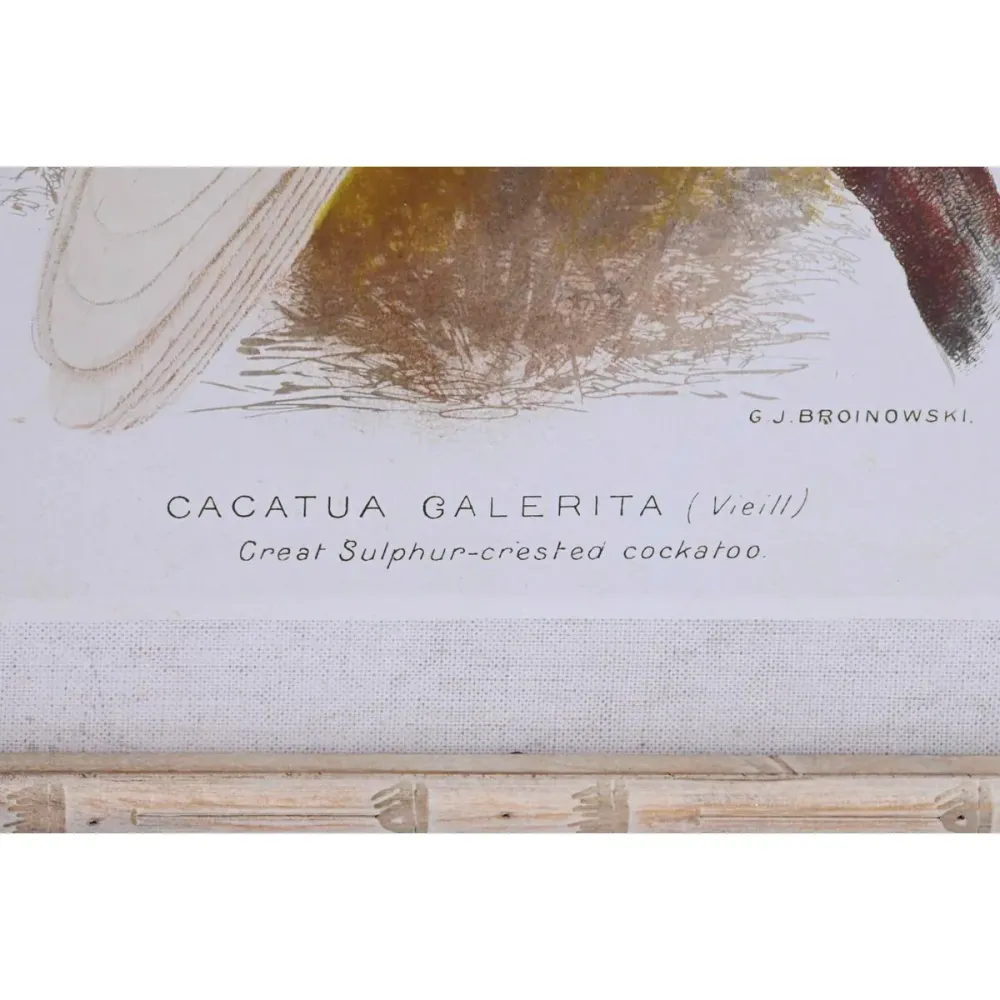 Pânză DKD Home Decor 50 x 2,8 x 65 cm 50 x 65 x 2.8 cm Papagal Cottage (4 Piese)