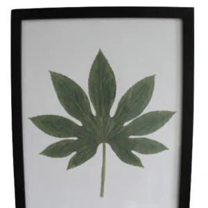 Tablou Fatsia Japonica