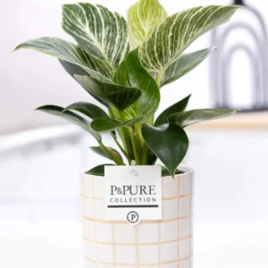 Vas decorativ din ceramica Tirza D13