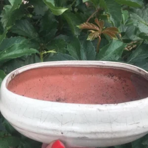 Vase bonsai din ceramica (cu mici defecte)